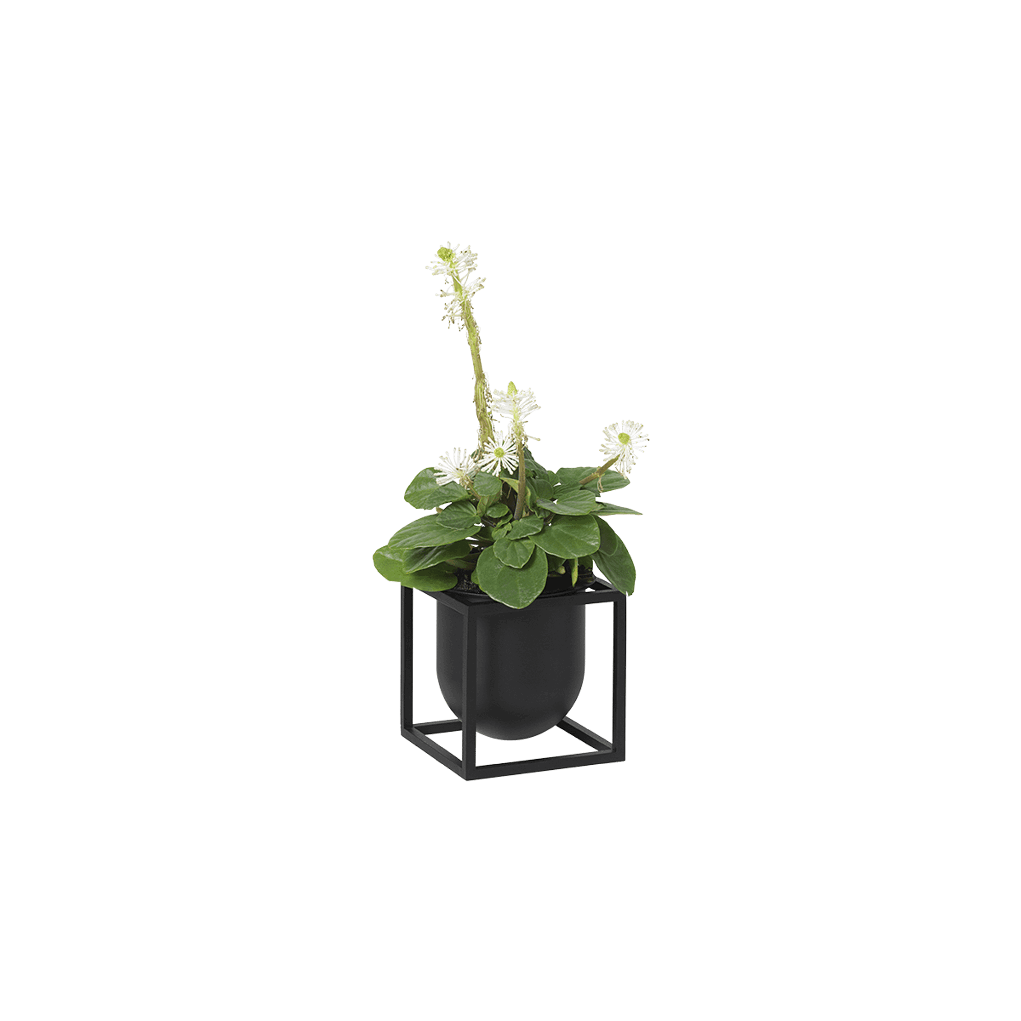 Audo Cube Flowerpot 10 Black