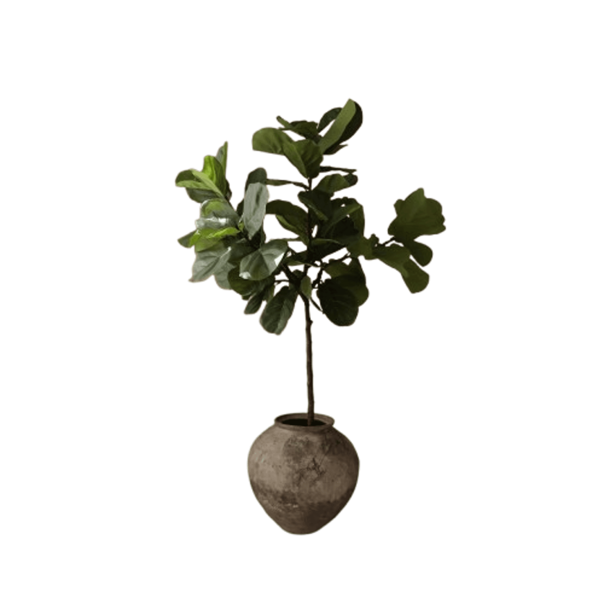 Botané Fiddle Leaf Fig Stems Grøn
