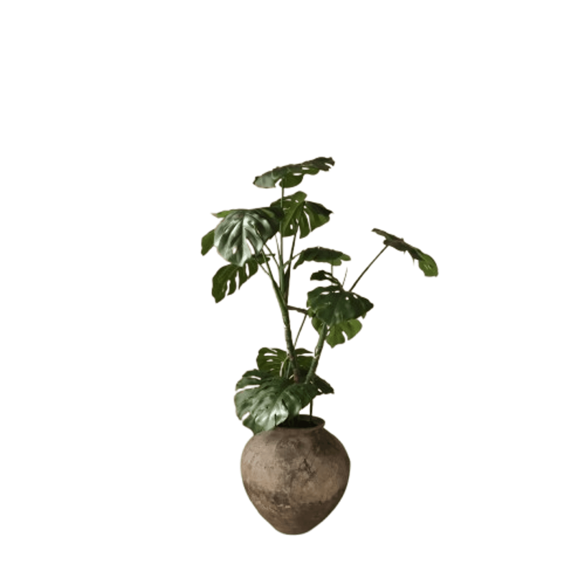 Botanisk Monstera-plante Grønn