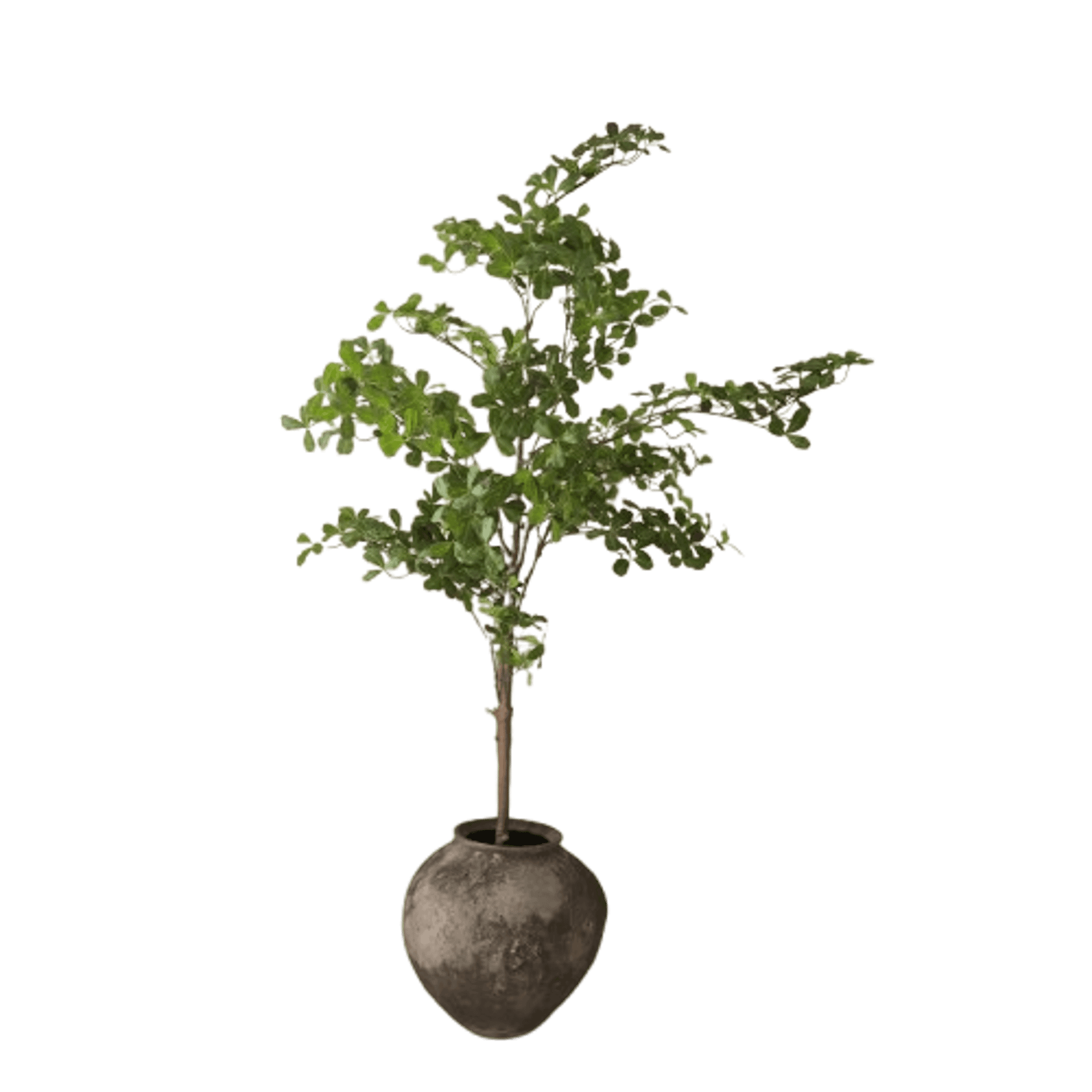 Botané Tropical Almond Wood Green