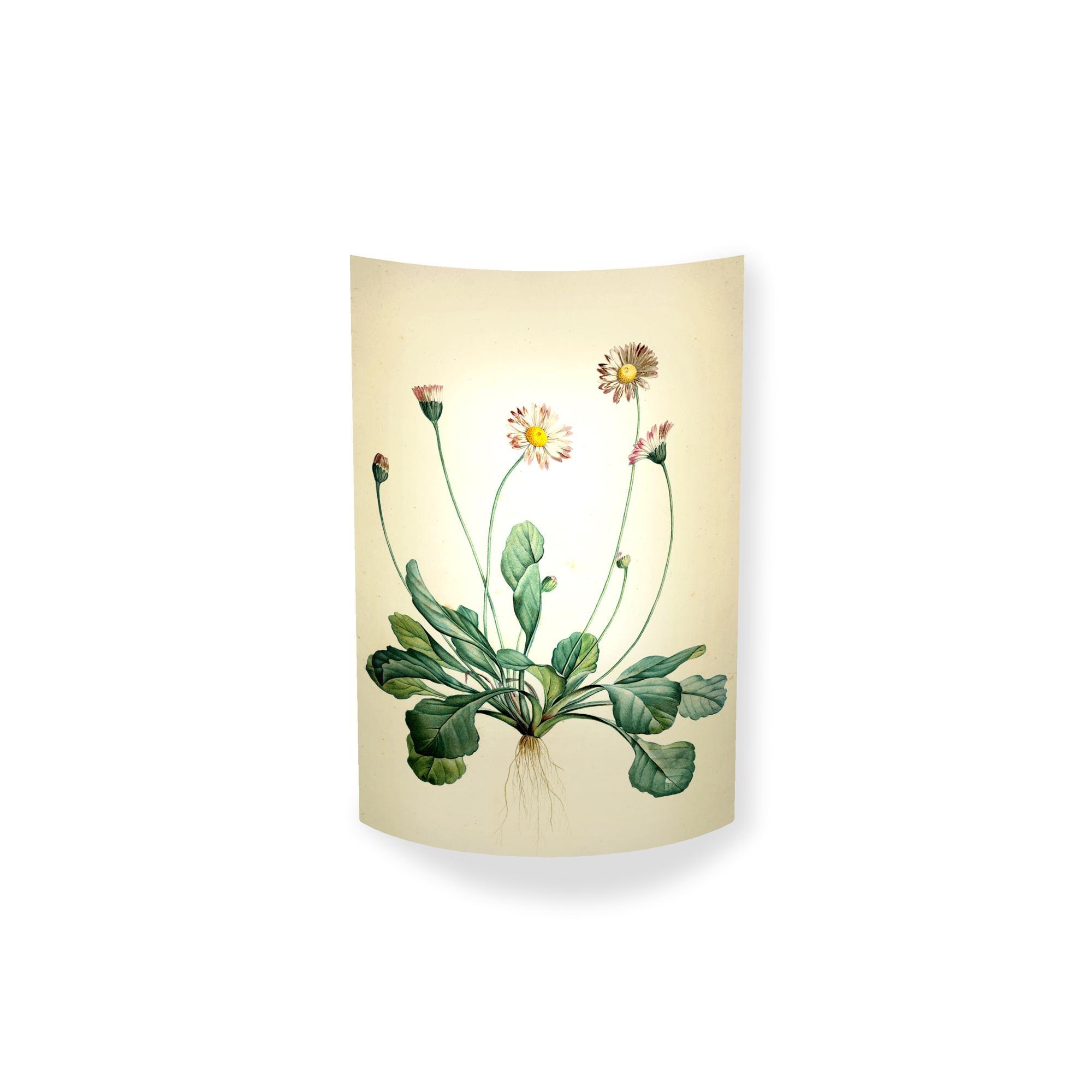 MagicoClaudio Moments Wandlampe Bellis Perennis